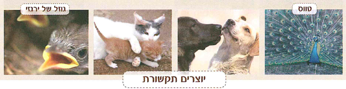 (בספר שתי תמונות, היעזר במנחה)